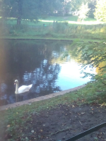 cygne Parc J. 10-10-20