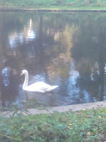 cygne Parc J. 10-10-20
