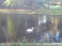 cygne Parc J. 10-10-20