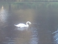 cygne Parc J. 10-10-20